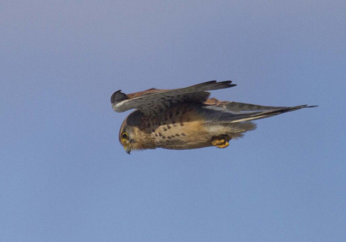 Kestrel