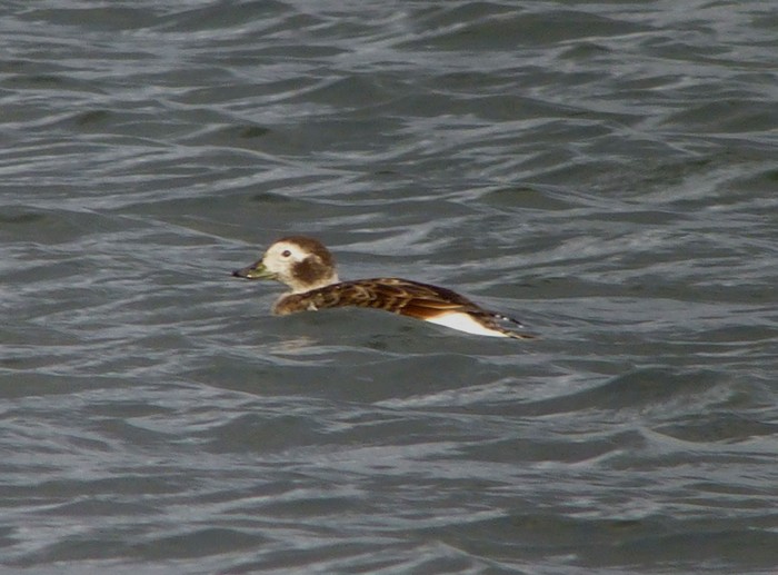 Long-tailed Duck