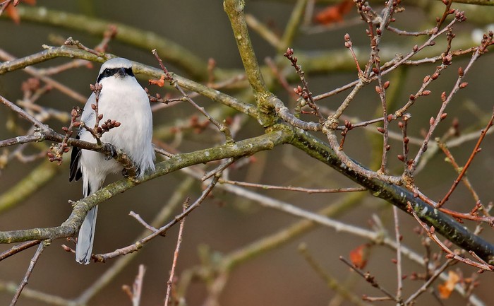 Great Grey Shrike