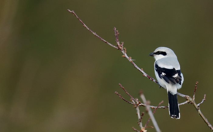 Great Grey Shrike