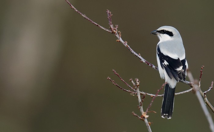 Great Grey Shrike