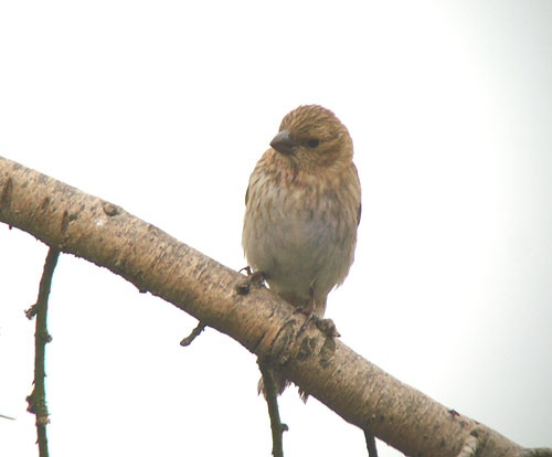 Common Rosefinch
