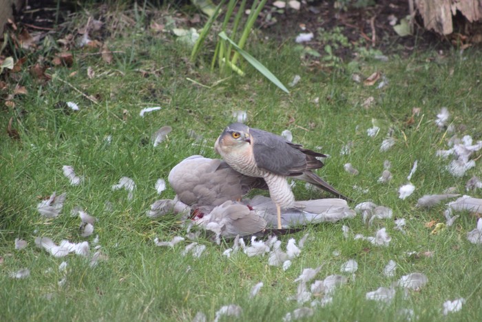 Sparrowhawk