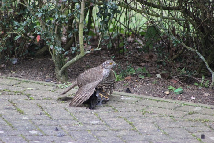 Sparrowhawk