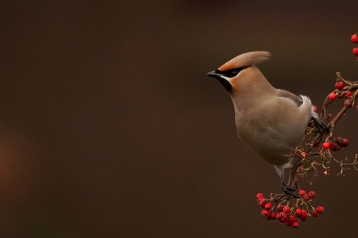 Waxwing