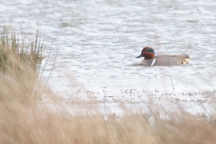Green-winged Teal