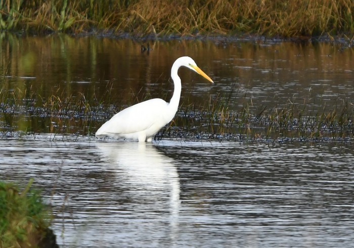 Great White Egret