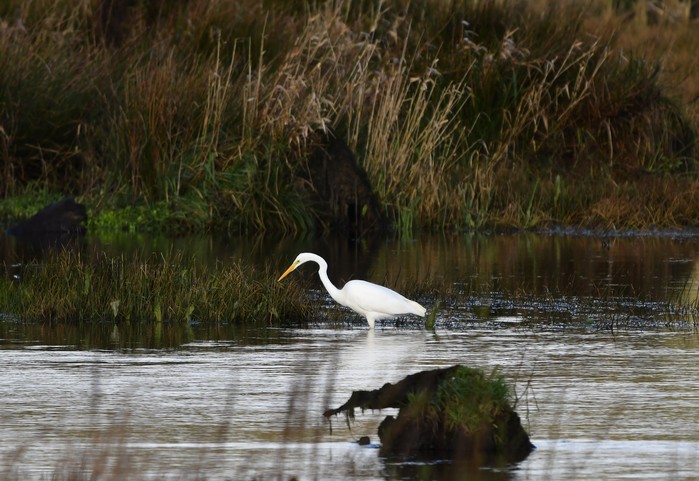 Great White Egret