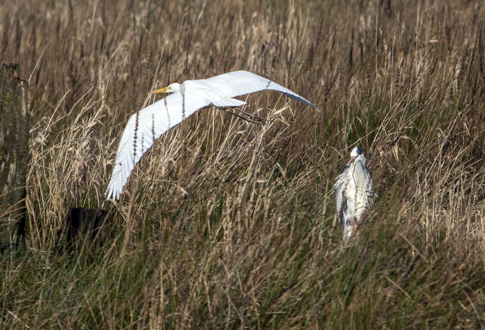 Great White Egret
