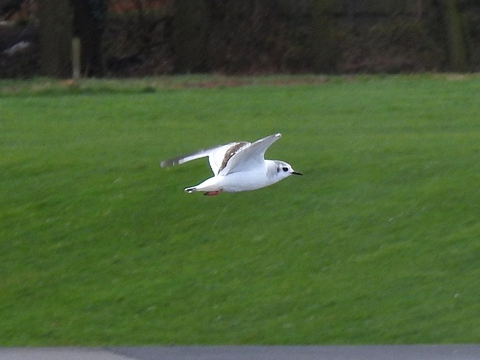 Little Gull