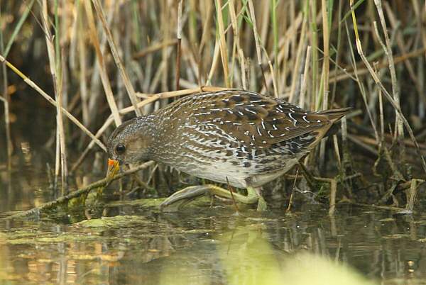 Spotted Crake