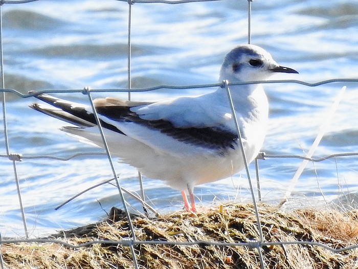 Little Gull