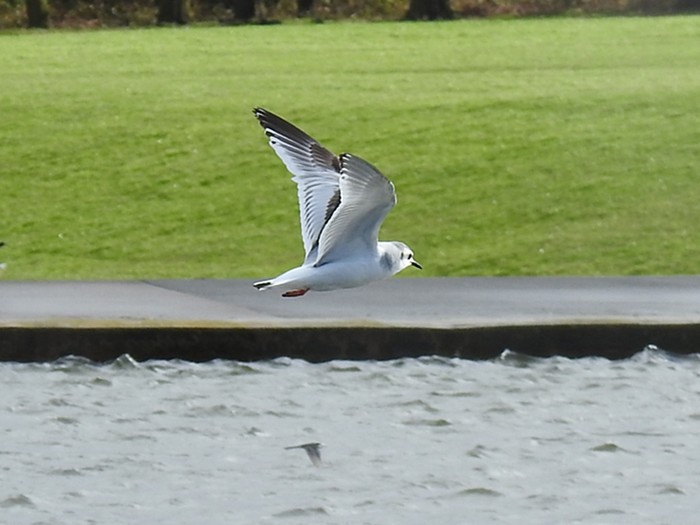 Little Gull