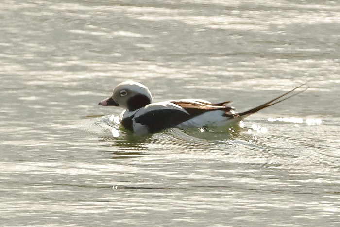 Long-tailed Duck