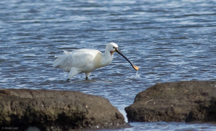Spoonbill