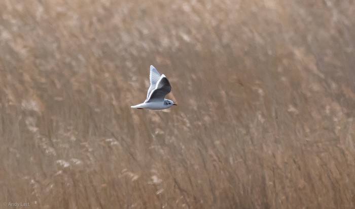 Little Gull