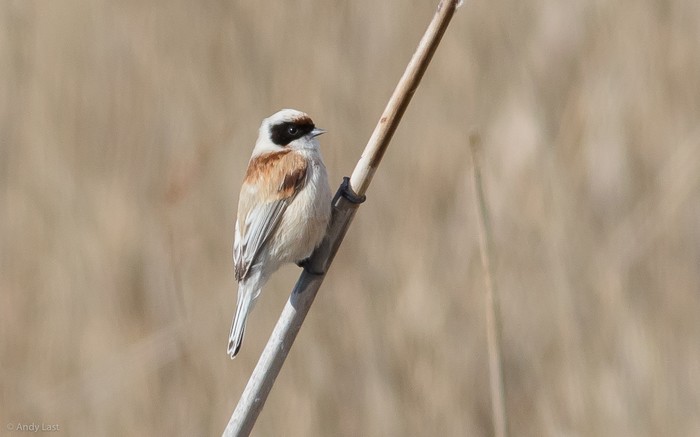 Penduline Tit