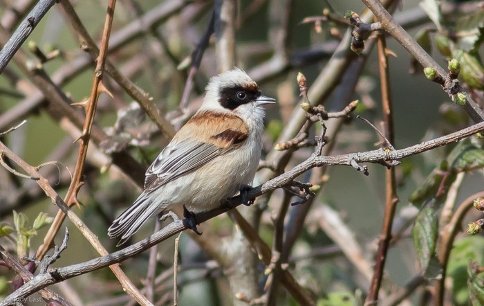 Penduline Tit