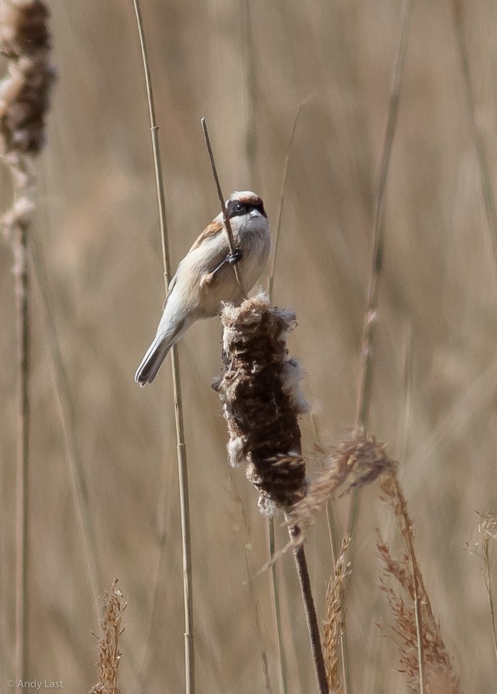 Penduline Tit