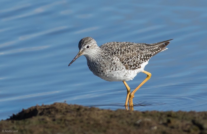 Lesser Yellowlegs