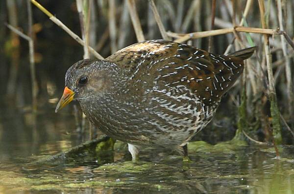 Spotted Crake