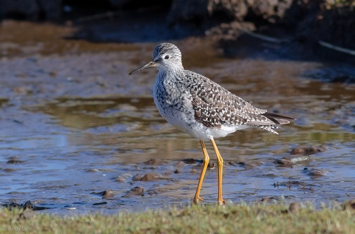 Lesser Yellowlegs