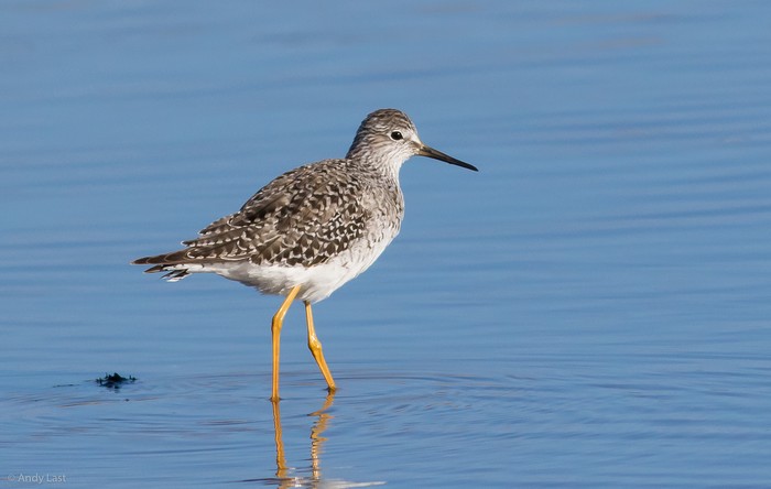 Lesser Yellowlegs