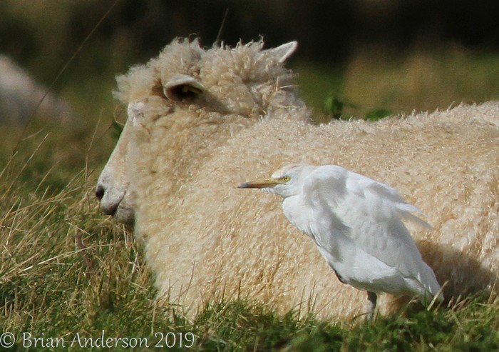 Cattle Egret