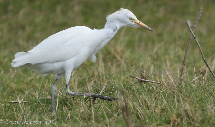 Cattle Egret