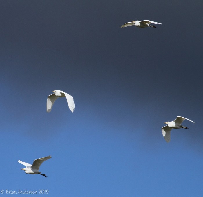 Cattle Egret