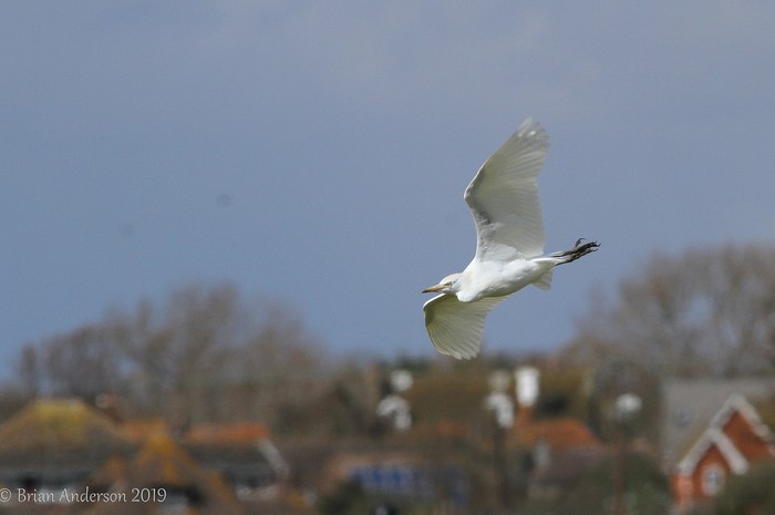 Cattle Egret