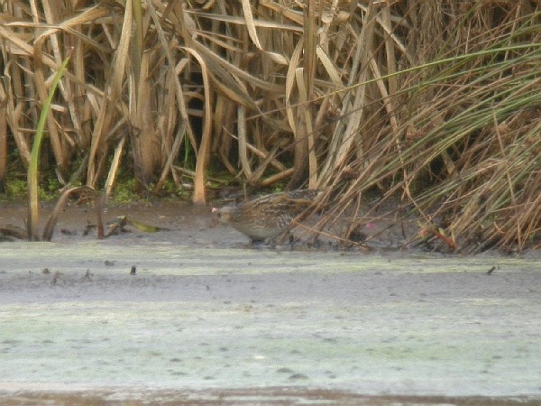 Spotted Crake