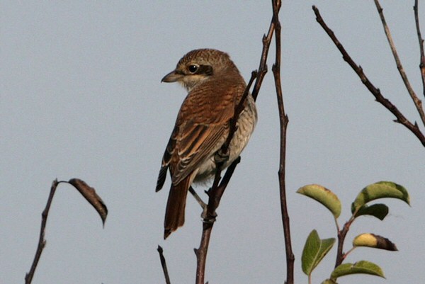 Red-backed Shrike