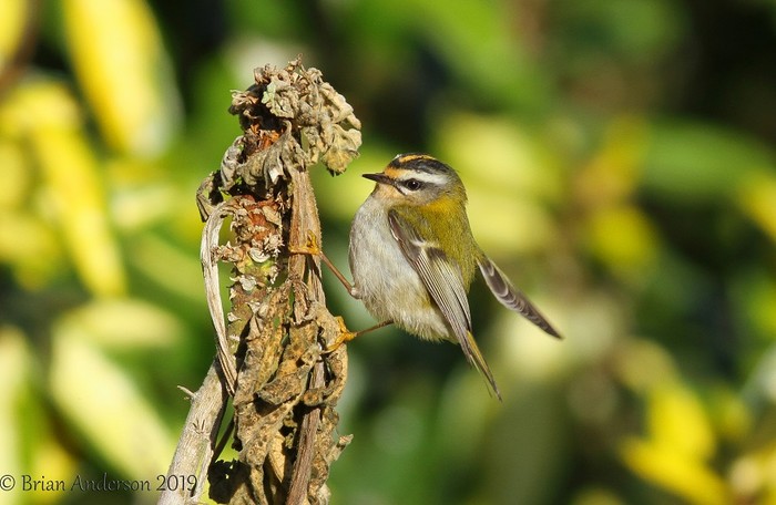 Firecrest