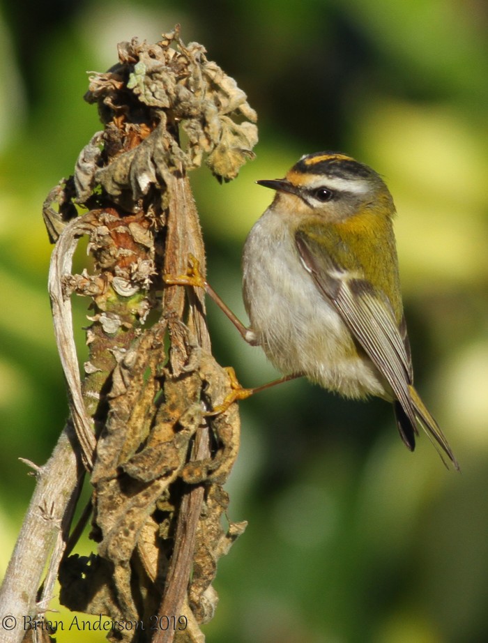 Firecrest