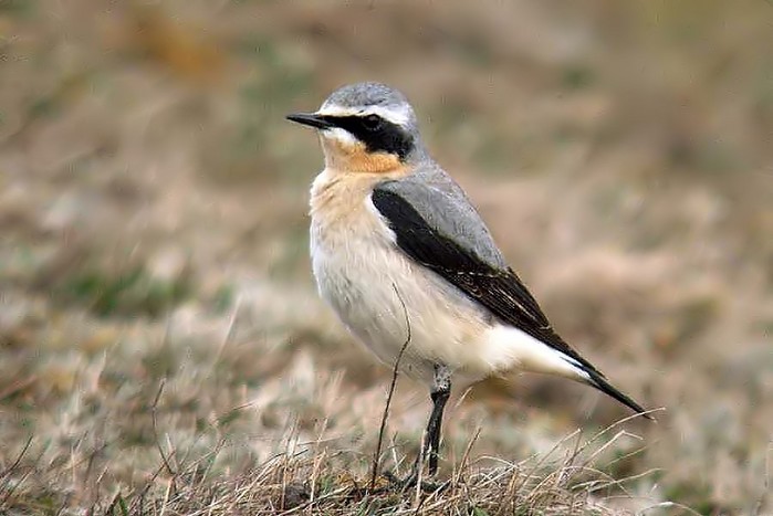 Wheatear