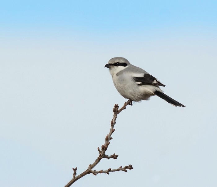 Great Grey Shrike