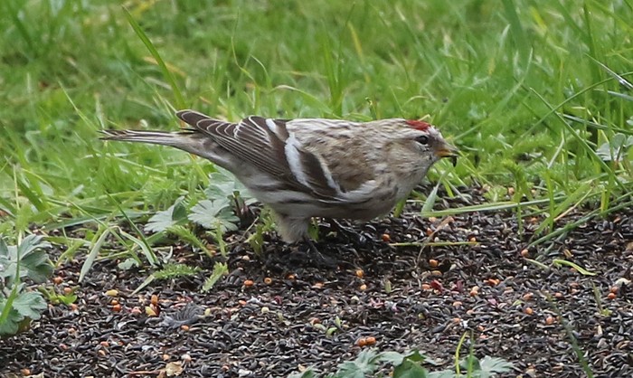 Coues's Arctic Redpoll