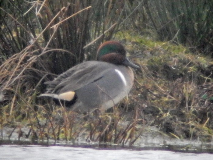 Green-winged Teal