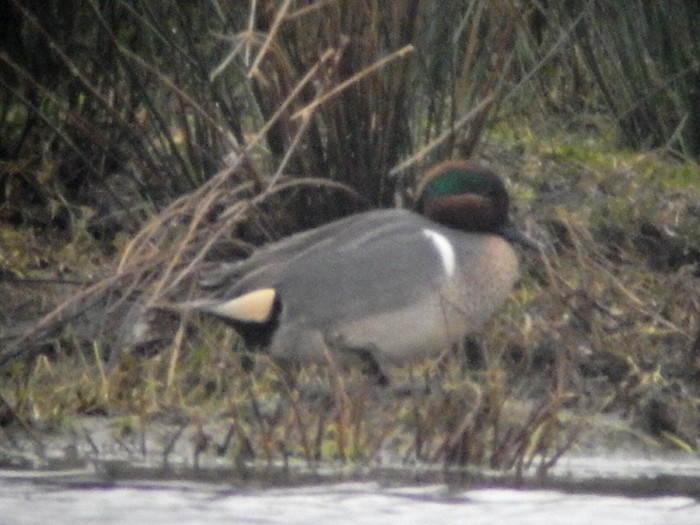Green-winged Teal