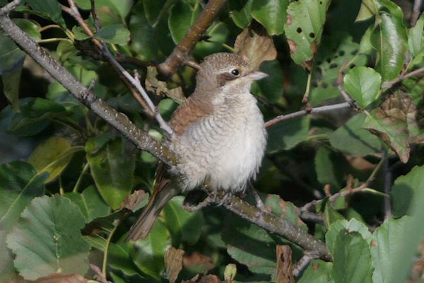Red-backed Shrike