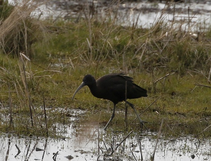 Glossy Ibis