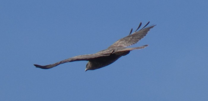 common buzzard