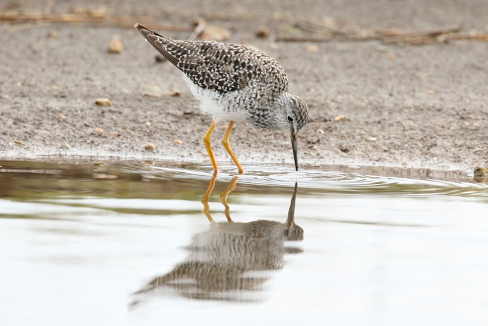 Lesser Yellowlegs