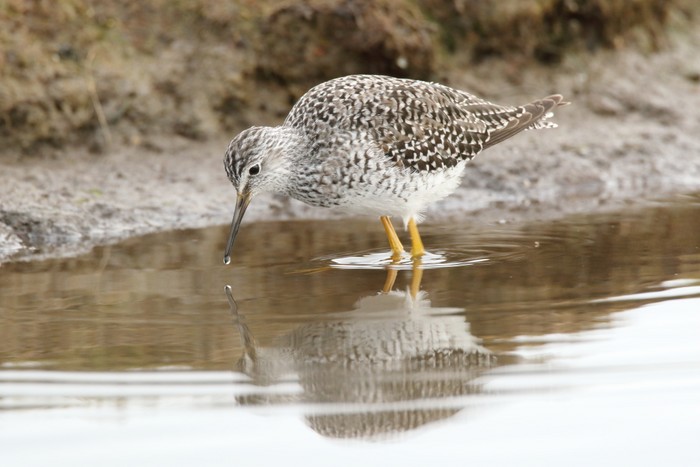 Lesser Yellowlegs