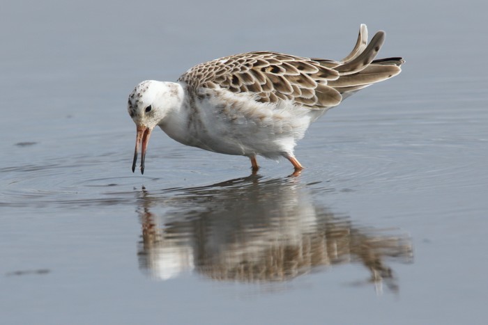 Ruff