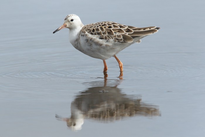 Ruff