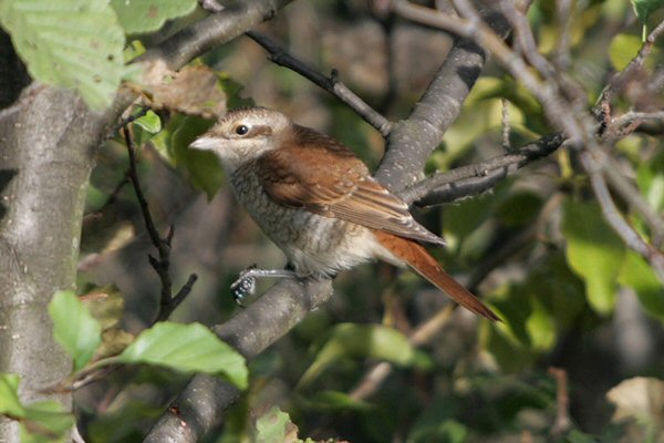 Red-backed Shrike