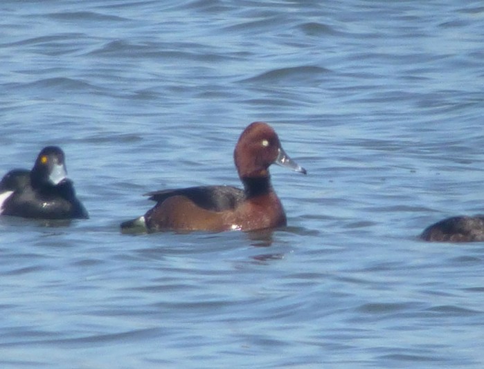 Ferruginous Duck