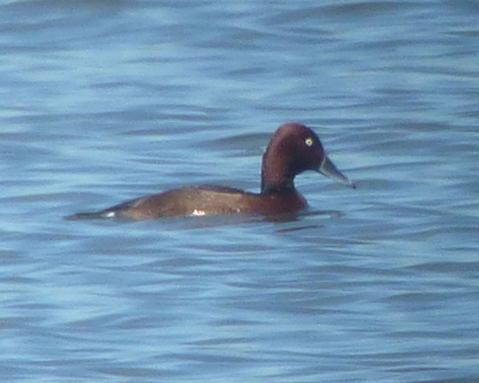 Ferruginous Duck